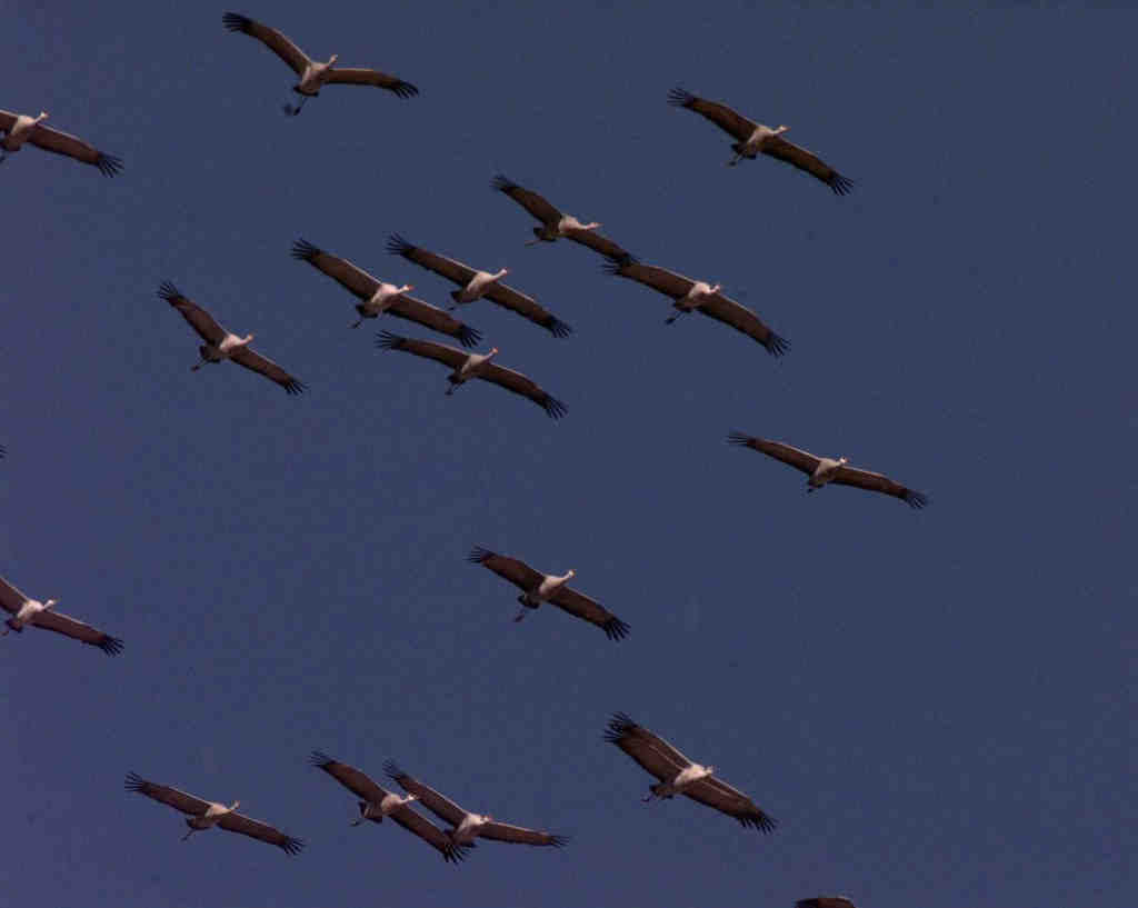 Sandhill cranes in Arizona